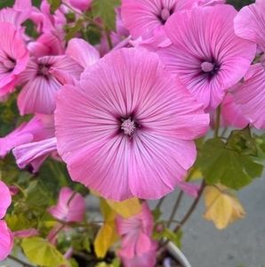 Meet your Posher, Kelli